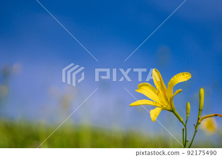 (Shizuoka Prefecture) Yugege in Oku Isonozaki, Minamiizu-cho 92175490