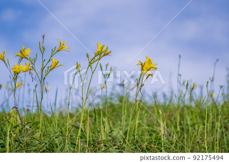 (Shizuoka Prefecture) Yugege in Oku Isonozaki, Minamiizu-cho (Shizuoka Prefecture) Yugege in Oku Isonozaki, Minamiizu-cho 92175494