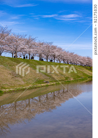 Ono Sakura Zutsumi Corridor Reflected in Paddy Fields Ono Sakura Zutsumi Corridor Reflected in Paddy Fields 92175830