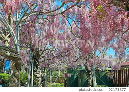 Serafujien 92175877