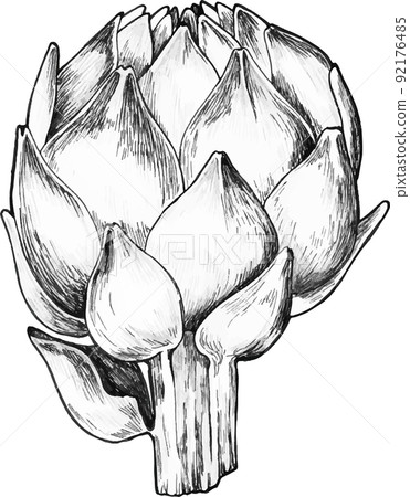 Artichoke. Artichoke hand drawn set. Fresh organic products. Vector illustration with vegetable sketch. Black and white. Artichoke. Artichoke hand drawn set. Fresh organic products. Vector illustration with vegetable sketch. Black and white. 92176485