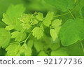 Up of young leaves of Corydalis decoctis 92177736