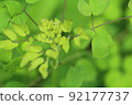 Up of young leaves of Corydalis fuku 92177737