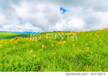 [Summer material] Nikko Kisuge in full bloom on the Kurumayama plateau and Kirigamine [Nagano Prefecture] 92178073