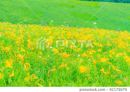 [Summer material] Nikko Kisuge in full bloom on the Kurumayama plateau and Kirigamine [Nagano Prefecture] 92178079
