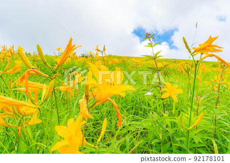 [夏季素材]車山高原和霧峰盛開的日光木菅[長野縣] 92178101