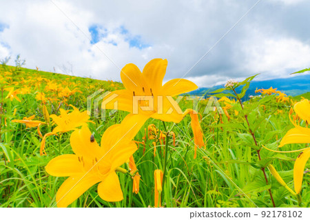 [夏季素材]車山高原和霧峰盛開的日光木菅[長野縣] 92178102