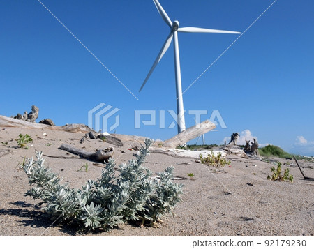 Artemisia stelleriana (Arayatenbinno, Akita City, 7/7) 92179230