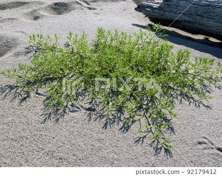Salsola komarovii (Arayatenbinno, Akita City, 7/7) Salsola komarovii (Arayatenbinno, Akita City, 7/7) 92179412