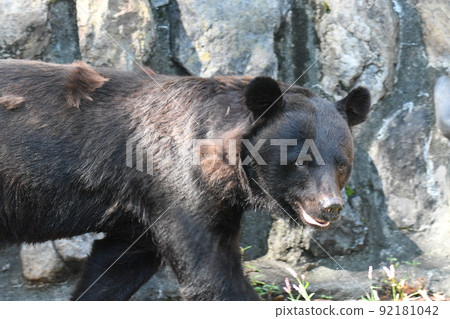 亞洲黑熊49 亞洲黑熊49 92181042