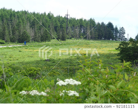 Kirigamine Plateau, Nagano Prefecture Nature Research Road in July Kirigamine Plateau, Nagano Prefecture Nature Research Road in July 92181115