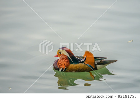 Chinese mandarin duck 92181753