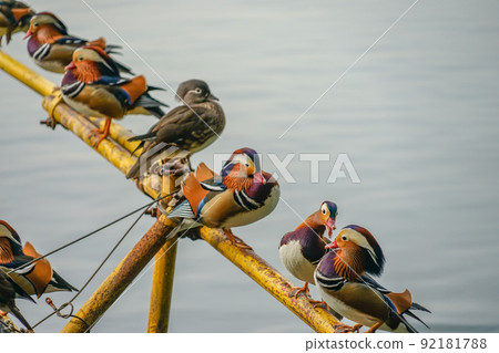 Chinese mandarin duck 92181788