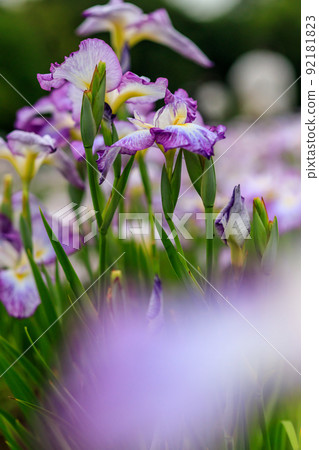 Scenery of the Ayame Festival in early summer Scenery of the Ayame Festival in early summer 92181823