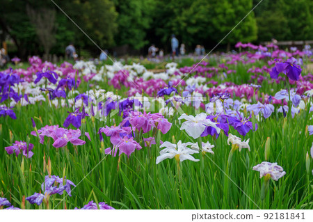 Scenery of the Ayame Festival in early summer 92181841