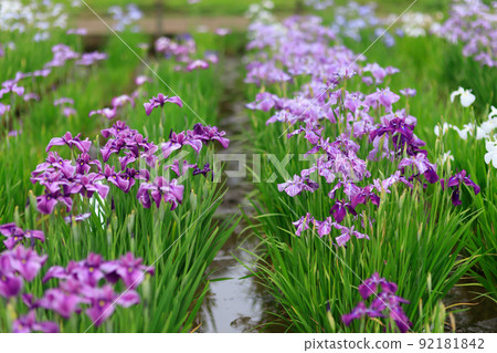 Scenery of the Ayame Festival in early summer 92181842