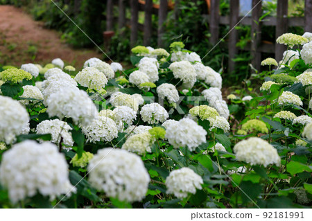 沿鐵軌的一朵白色繡球花和一輛經過的黃色火車 92181991