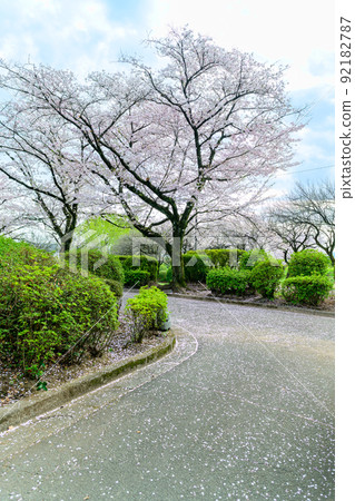 春暖花開的櫻花“公園入口處散落的櫻花景色” 小津町昭和櫻花 春暖花開的櫻花“公園入口處散落的櫻花景色” 小津町昭和櫻花 92182787