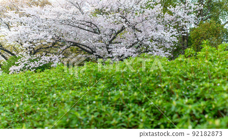 春暖花開的櫻花 “美麗的櫻花” 小津町昭和園櫻花 春暖花開的櫻花 “美麗的櫻花” 小津町昭和園櫻花 92182873