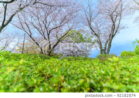 春暖花開的櫻花 “美麗的櫻花” 小津町昭和園櫻花 春暖花開的櫻花 “美麗的櫻花” 小津町昭和園櫻花 92182874