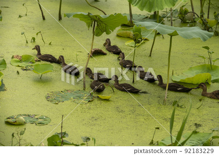 duck duck 92183229