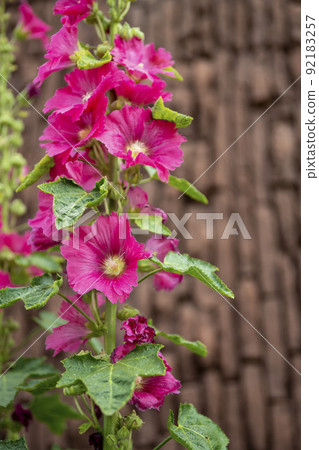 hollyhock hollyhock 92183257