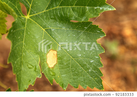 Grape disease. Plasmopara viticola on the vine leaf Grape disease. Plasmopara viticola on the vine leaf 92183333
