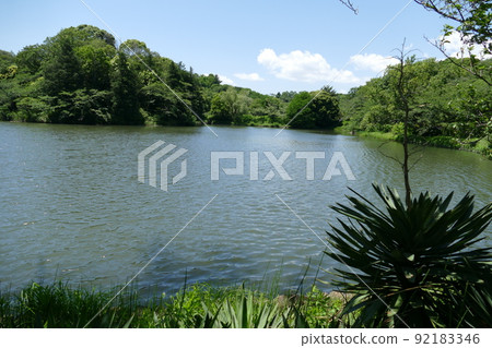 神奈川縣立三池公園鶴見區橫濱市綜合公園公園內的三個池塘電視廣播電台5月4日 92183346