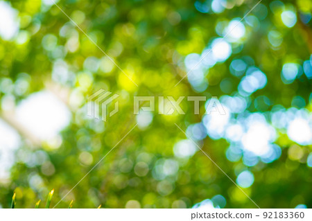Natural green leaves white background with abstract blurred foliage and bright summer sunlight Natural green leaves white background with abstract blurred foliage and bright summer sunlight 92183360