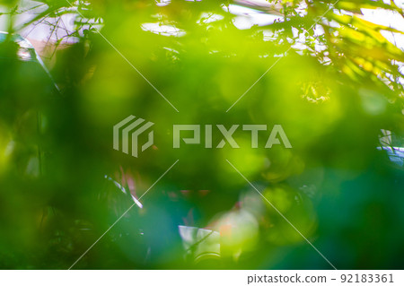 Abstract green leaf tree blurred nature background with bokeh for creative designs Abstract green leaf tree blurred nature background with bokeh for creative designs 92183361