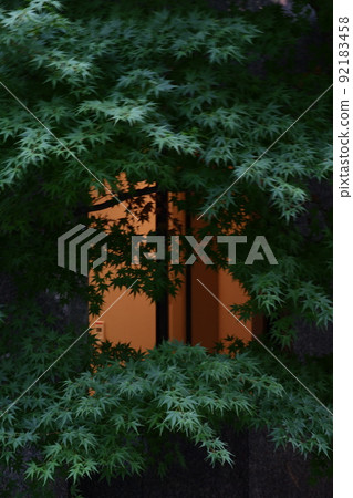 Window covered with blue maple Window covered with blue maple 92183458