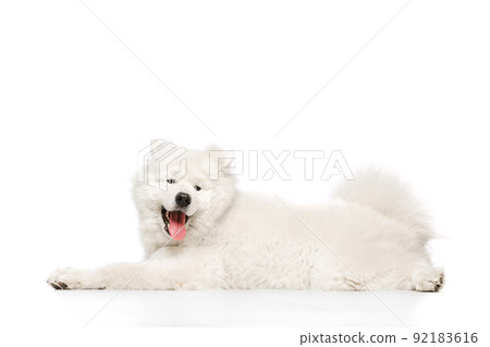 Portrait of breed dog, fluffy snow-white Samoyed husky lying on floor isolated on white studio background. Concept of animal, pets, care, fashion, ad Portrait of breed dog, fluffy snow-white Samoyed husky lying on floor isolated on white studio background. Concept of animal, pets, care, fashion, ad 92183616