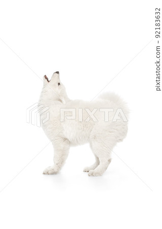 Portrait of breed dog, fluffy snow-white Samoyed husky isolated on white studio background. Concept of animal, pets, care, fashion, ad 92183632