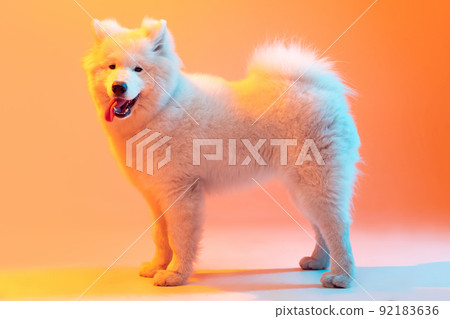 Studio shot of beautiful fluffy white Samoyed dog posing isolated on orange color background in neon light. Concept of animal, pets, care, fashion, ad Studio shot of beautiful fluffy white Samoyed dog posing isolated on orange color background in neon light. Concept of animal, pets, care, fashion, ad 92183636