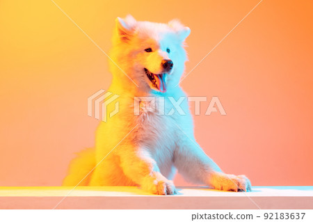 One beautiful fluffy white Samoyed dog playing isolated on orange color background in neon light. Concept of animal, pets, care, fashion, ad 92183637