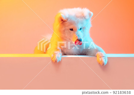 Half-length portrait of adorable cute white Samoyed dog posing isolated on orange color background in neon light. Concept of animal, pets, care, fashion, ad Half-length portrait of adorable cute white Samoyed dog posing isolated on orange color background in neon light. Concept of animal, pets, care, fashion, ad 92183638