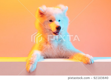 Half-length portrait of adorable cute white Samoyed dog posing isolated on orange color background in neon light. Concept of animal, pets, care, fashion, ad Half-length portrait of adorable cute white Samoyed dog posing isolated on orange color background in neon light. Concept of animal, pets, care, fashion, ad 92183640