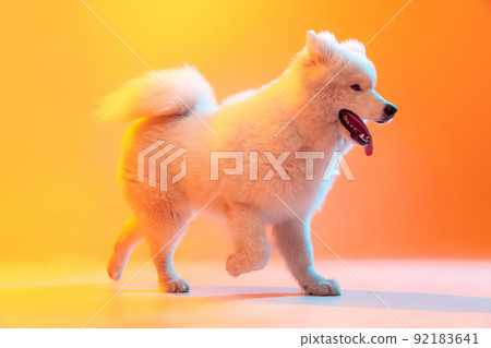 One beautiful fluffy white Samoyed dog playing isolated on orange color background in neon light. Concept of animal, pets, care, fashion, ad 92183641