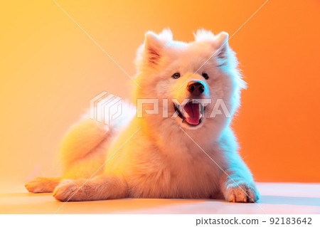 Studio shot of beautiful fluffy white Samoyed dog posing isolated on orange color background in neon light. Concept of animal, pets, care, fashion, ad 92183642