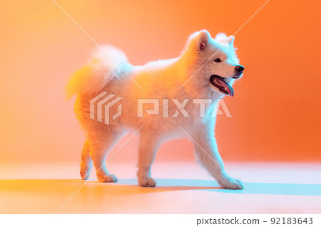 Beautiful fluffy white Samoyed dog walking isolated on orange color background in neon light. Concept of animal, pets, care, fashion, ad Beautiful fluffy white Samoyed dog walking isolated on orange color background in neon light. Concept of animal, pets, care, fashion, ad 92183643