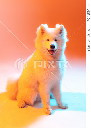Studio shot of beautiful fluffy white Samoyed dog posing isolated on orange color background in neon light. Concept of animal, pets, care, fashion, ad Studio shot of beautiful fluffy white Samoyed dog posing isolated on orange color background in neon light. Concept of animal, pets, care, fashion, ad 92183644