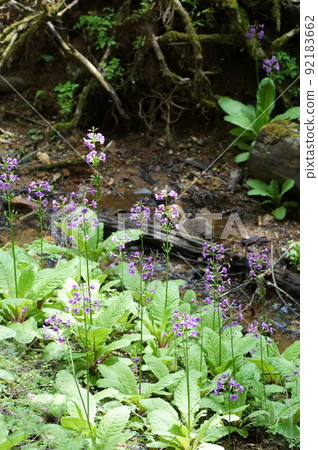 月見草 (Japanese primrose) 殖民地 5 月中旬 92183662
