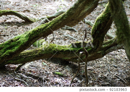 Tree roots exposed and moss growing in May 92183963