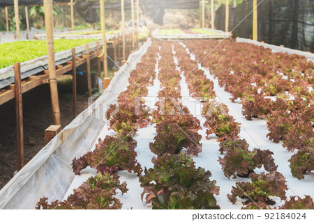 Cultivation hydroponic red oak in plant nursery farm, Organic vegetables. 92184024