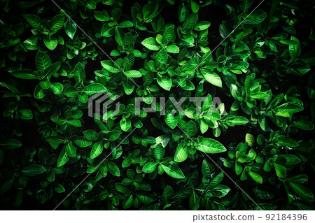 abstract stunning green leaf texture, tropical leaf foliage nature dark green background 92184396