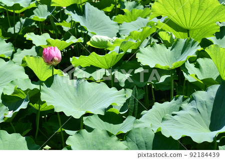 Pink lotus flowers blooming in the green lotus leaves 92184439