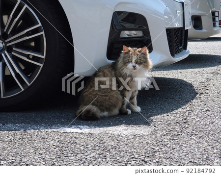 Cats to watch out for in the parking lot 92184792