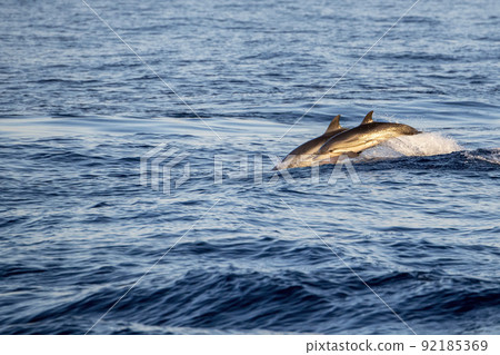 jumping Striped dolphin close up portrait looking at you at sunset with a ship on background 92185369