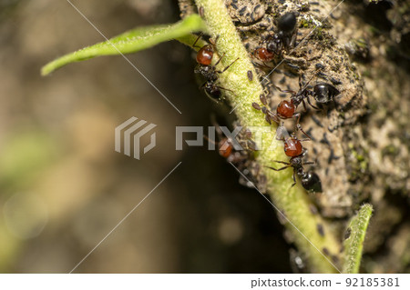 Crematogaster scutellaris ant with aphids farmed on a leaf 92185381