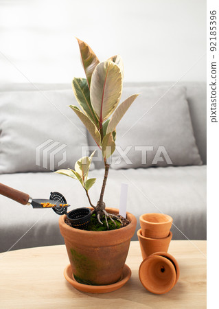 Indian rubber plant 92185396
